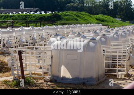 Small calves of cows in a manger in separate houses. Being in an individual nursery allows you to protect young calves from various infections and vir Stock Photo