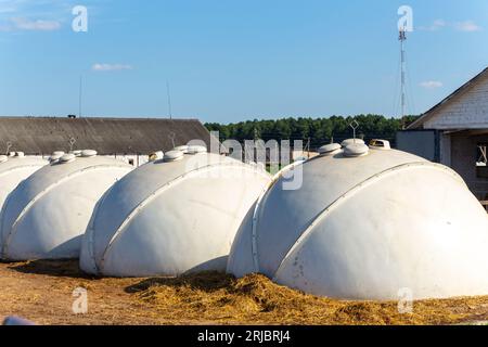 Small calves of cows in a manger in separate houses. Being in an individual nursery allows you to protect young calves from various infections and vir Stock Photo