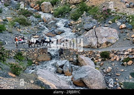 Trek expedition horses crossing a bridge into Lingshed, Ladakh, India Stock Photo