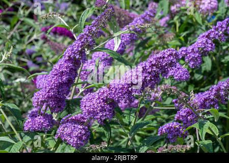Buddleja davidii 'Orchid Beauty' (Buddleia variety) known as a butterfly bush, with mauve flowers in summer or August, England, UK Stock Photo