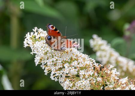 Peacock butterfly (Aglais io) on white flowers of Buddleja davidii Nanho Alba (Buddleia variety) during summer, England, UK Stock Photo