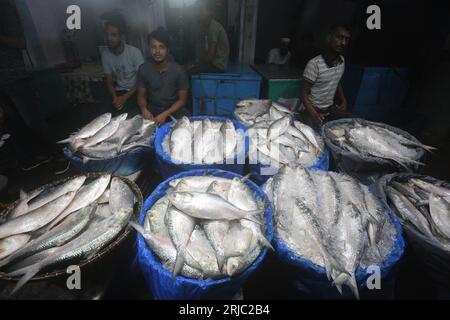 Dhaka, Bangladesh. 22nd Aug, 2023. Chandpur fishmarket the largest wholesale market of Hilsha fish in Bangladesh.Hilshas caught from the Meghna river. Chandpur, Bangladesh. August 22, 2023. Locally known as Ilish, the fish has been designated as the national fish of Bangladesh. Hilsa, always a special delicacy in a Bengali household is prepared in many different ways. It is found in the Bay of Bengal and Padma, Jamuna, Meghna, Karnafully and other coastal rivers of Bangladesh. Photo by Habibur Rahman/ABACAPRESS.COM Credit: Abaca Press/Alamy Live News Stock Photo