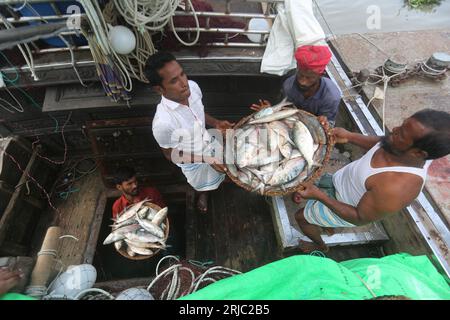 Dhaka, Bangladesh. 22nd Aug, 2023. Chandpur fishmarket the largest wholesale market of Hilsha fish in Bangladesh.Hilshas caught from the Meghna river. Chandpur, Bangladesh. August 22, 2023. Locally known as Ilish, the fish has been designated as the national fish of Bangladesh. Hilsa, always a special delicacy in a Bengali household is prepared in many different ways. It is found in the Bay of Bengal and Padma, Jamuna, Meghna, Karnafully and other coastal rivers of Bangladesh. Photo by Habibur Rahman/ABACAPRESS.COM Credit: Abaca Press/Alamy Live News Stock Photo