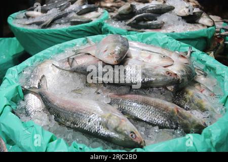 Dhaka, Bangladesh. 22nd Aug, 2023. Chandpur fishmarket the largest wholesale market of Hilsha fish in Bangladesh.Hilshas caught from the Meghna river. Chandpur, Bangladesh. August 22, 2023. Locally known as Ilish, the fish has been designated as the national fish of Bangladesh. Hilsa, always a special delicacy in a Bengali household is prepared in many different ways. It is found in the Bay of Bengal and Padma, Jamuna, Meghna, Karnafully and other coastal rivers of Bangladesh. Photo by Habibur Rahman/ABACAPRESS.COM Credit: Abaca Press/Alamy Live News Stock Photo