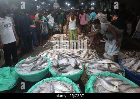 Dhaka, Bangladesh. 22nd Aug, 2023. Chandpur fishmarket the largest wholesale market of Hilsha fish in Bangladesh.Hilshas caught from the Meghna river. Chandpur, Bangladesh. August 22, 2023. Locally known as Ilish, the fish has been designated as the national fish of Bangladesh. Hilsa, always a special delicacy in a Bengali household is prepared in many different ways. It is found in the Bay of Bengal and Padma, Jamuna, Meghna, Karnafully and other coastal rivers of Bangladesh. Photo by Habibur Rahman/ABACAPRESS.COM Credit: Abaca Press/Alamy Live News Stock Photo