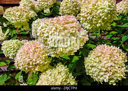 Large white panicles of Hydrangea paniculata 'Limelight' tinged with pink flowering in a garden in Surrey, southeast England in summer Stock Photo