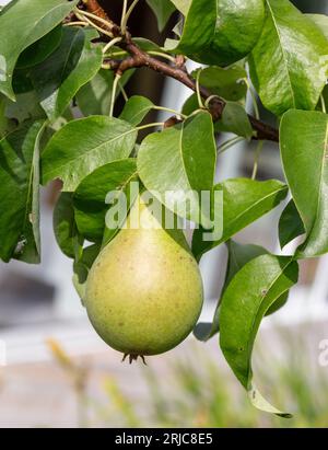 'Conference' European pear, Päron (Pyrus communis) Stock Photo