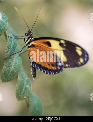 Tigerwing Butterfly on a leaf, under-wing exposed, side on view Stock Photo