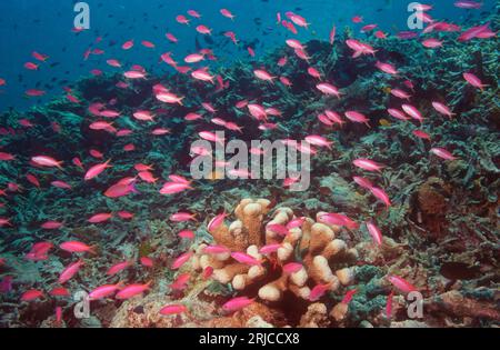 Purple anthias [Mirolabrichthys tuka or Pseudanthias pascalis] schooling over coral reef and feeding in current.  Bunaken National Park, North Sulawes Stock Photo
