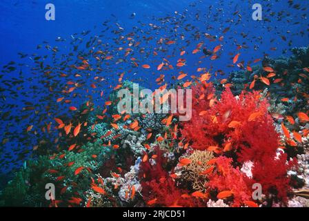 Lyretail anthias or Goldies (Pseudanthias squamipinnis) on coral reef with soft corals and gorgonians.  Red Sea, Egypt. Stock Photo