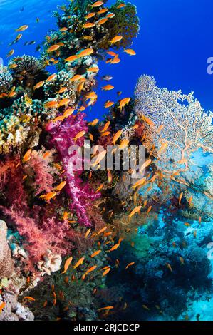 Lyretail anthias (Pseudanthias squamipinnis) with soft corals (Dendronephthya sp.).  Egypt, Red Sea. Stock Photo