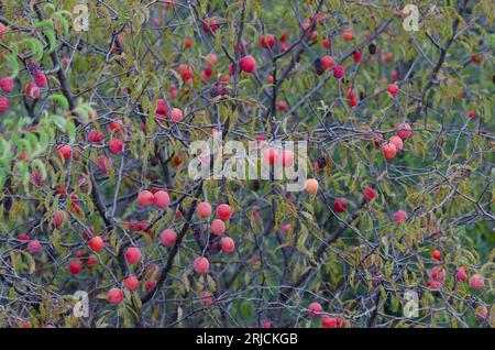Chickasaw Plum, Prunus angustifolia, fruit Stock Photo
