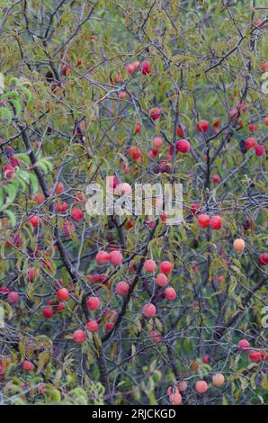 Chickasaw Plum, Prunus angustifolia, fruit Stock Photo