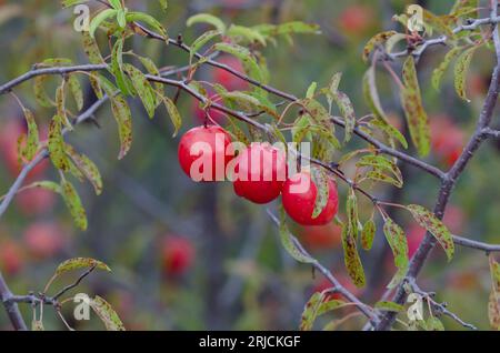 Chickasaw Plum, Prunus angustifolia, fruit Stock Photo