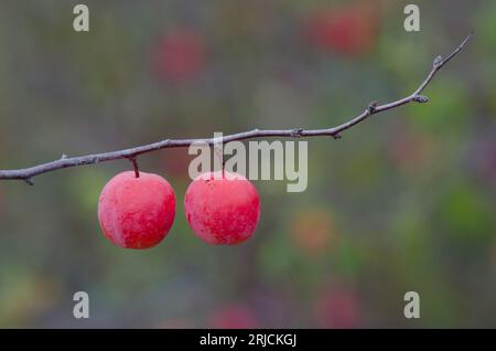 Chickasaw Plum, Prunus angustifolia, fruit Stock Photo