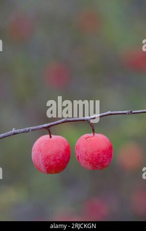 Chickasaw Plum, Prunus angustifolia, fruit Stock Photo