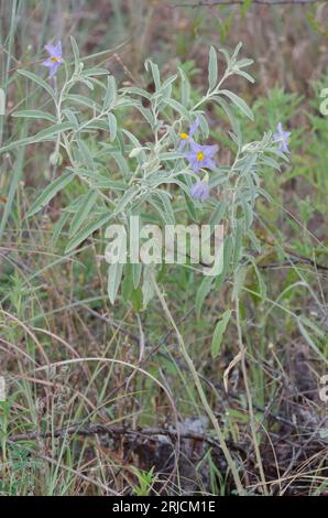 Silverleaf Nightshade, Solanum elaeagnifolium Stock Photo