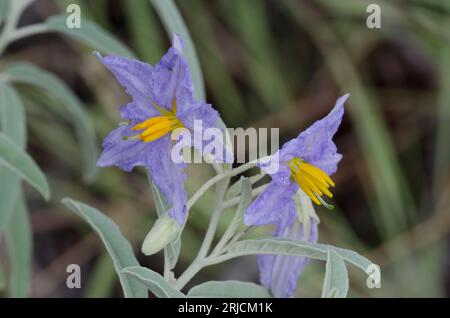 Silverleaf Nightshade, Solanum elaeagnifolium Stock Photo