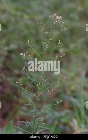 Horseweed, Conyza canadensis Stock Photo