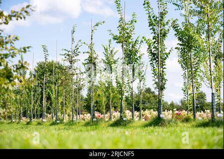 Ellerhoop, Germany. 22nd Aug, 2023. Various elm varieties, on which research is being carried out for a specimen that is suitable for tree nurseries and can be produced economically and in a climate-sensitive manner, are on the grounds of the horticultural center. Which trees can withstand the ongoing climate change in our cities? Experts sought solutions on Tuesday at a symposium at the Ellerhoop nursery center (Pinneberg district). Credit: Jonas Walzberg/dpa/Alamy Live News Stock Photo