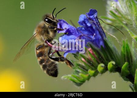 Honey bee on viper's bugloss (Echium vulgare) in a flowering fallow Stock Photo