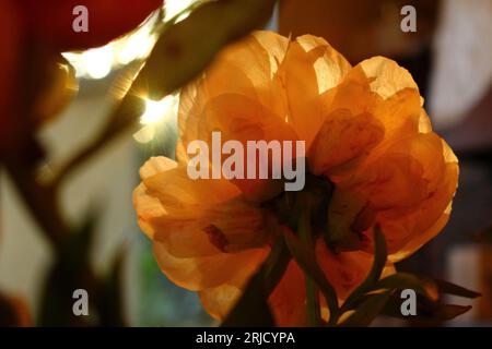 Back or underside of large flower lit up at golden hour with small sun burst Stock Photo