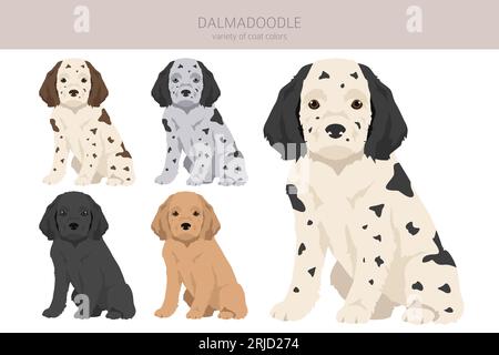 dalmatian mix with poodle