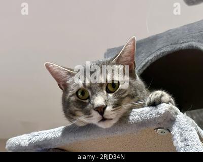 Closeup Portrait of a Funny Tabby Kitten with Head Hanging from Cat Tree, Wide-Eyed in Amusement on a White Background Stock Photo