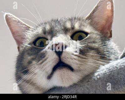 Closeup Portrait of a Funny Tabby Kitten with Head Hanging from Cat Tree, Wide-Eyed in Amusement on a White Background Stock Photo