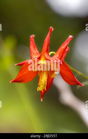 Crimson or Western Columbine (Aquilegia formosa) Stock Photo