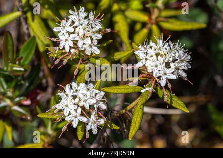 Western Labrador Tea (Rhododendron columbianum) Stock Photo