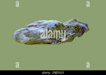 Still life: A side view of a seashell with surface pitting. Macro, with green background. Stock Photo
