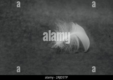A single white seagull feather on a dark grey background. Copy space. Stock Photo
