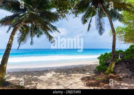 Anse Intendance Beach. Summer landscape view with palm trees and white sand under blue sky on a sunny day. Mahe island, Seychelles Stock Photo