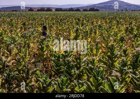 Aleppo, Syria. 21st Aug, 2023. Tobacco leaves hang in rows at a ...