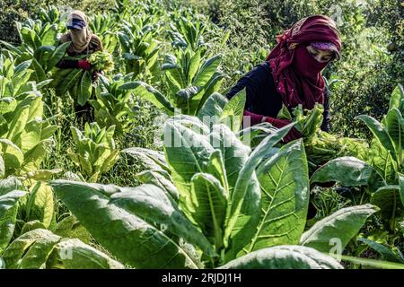 Aleppo, Syria. 21st Aug, 2023. Tobacco leaves hang in rows at a ...