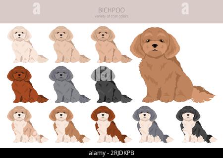 Bichpoo, Poochon clipart. Bichon Frise Poodle mix. Different coat colors set.  Vector illustration Stock Vector