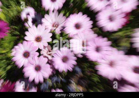 Pale pink flower burst. Abstract wavy flower power background wallpaper or screensaver Stock Photo