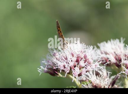 Foraging Small Copper (Lycaena phlaeas) Stock Photo