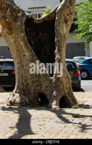 Large, very old sycamore tree trunk with a huge hole in it (L'Isle-sur-la-Sorgue, France). Concept for ancient French hollow tree, hollowed out tree Stock Photo
