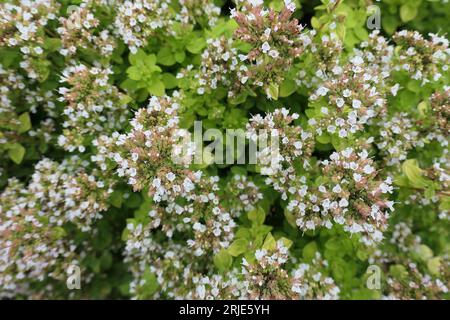 Closeup of the light pink flowers and small green leaves of the perennial garden herb origanum vulgare aureum Golden oregano. Stock Photo