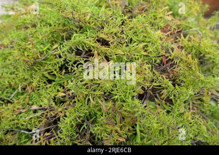 Closeup of the creeping rock garden herb Satureja spicigera or creeping savory. Stock Photo