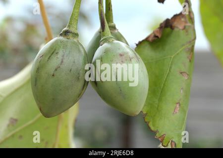 Human race Immunize Admission fee In the image fruits of Tree Tomato, Solanum betaceum, common names, tree  tomato, Andean tomato, serrano tomato, yucca tomato, Nordic handle, or  Stock Photo - Alamy