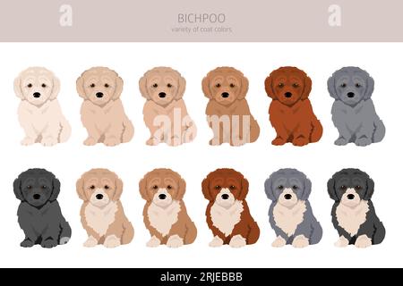 Bichpoo, Poochon clipart. Bichon Frise Poodle mix. Different coat colors set.  Vector illustration Stock Vector
