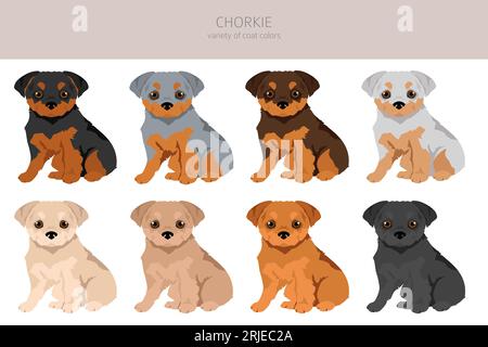 Chorkie clipart. Chihuahua Yorkshire terrier mix. Different coat colors set.  Vector illustration Stock Vector