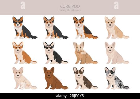 Corgipoo clipart. Welsh corgi Poodle mix. Different coat colors set.  Vector illustration Stock Vector