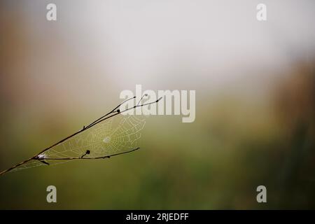 Twig with cobweb in morning dew. Gloomy autumn day in nature. Selective focus on spider web. Stock Photo