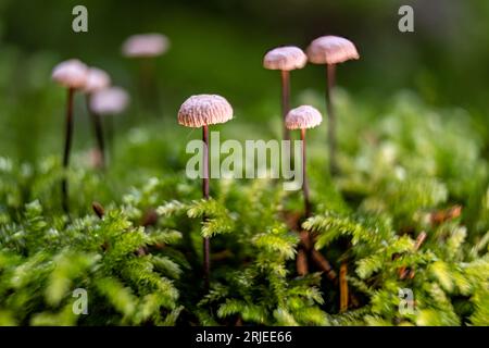 Small mushrooms growing in a large group on green moss, side view. The background blurs. Stock Photo