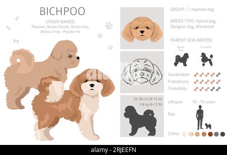 Bichpoo, Poochon clipart. Bichon Frise Poodle mix. Different coat colors set.  Vector illustration Stock Vector