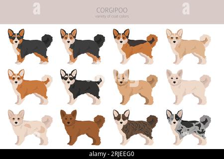 Corgipoo clipart. Welsh corgi Poodle mix. Different coat colors set.  Vector illustration Stock Vector